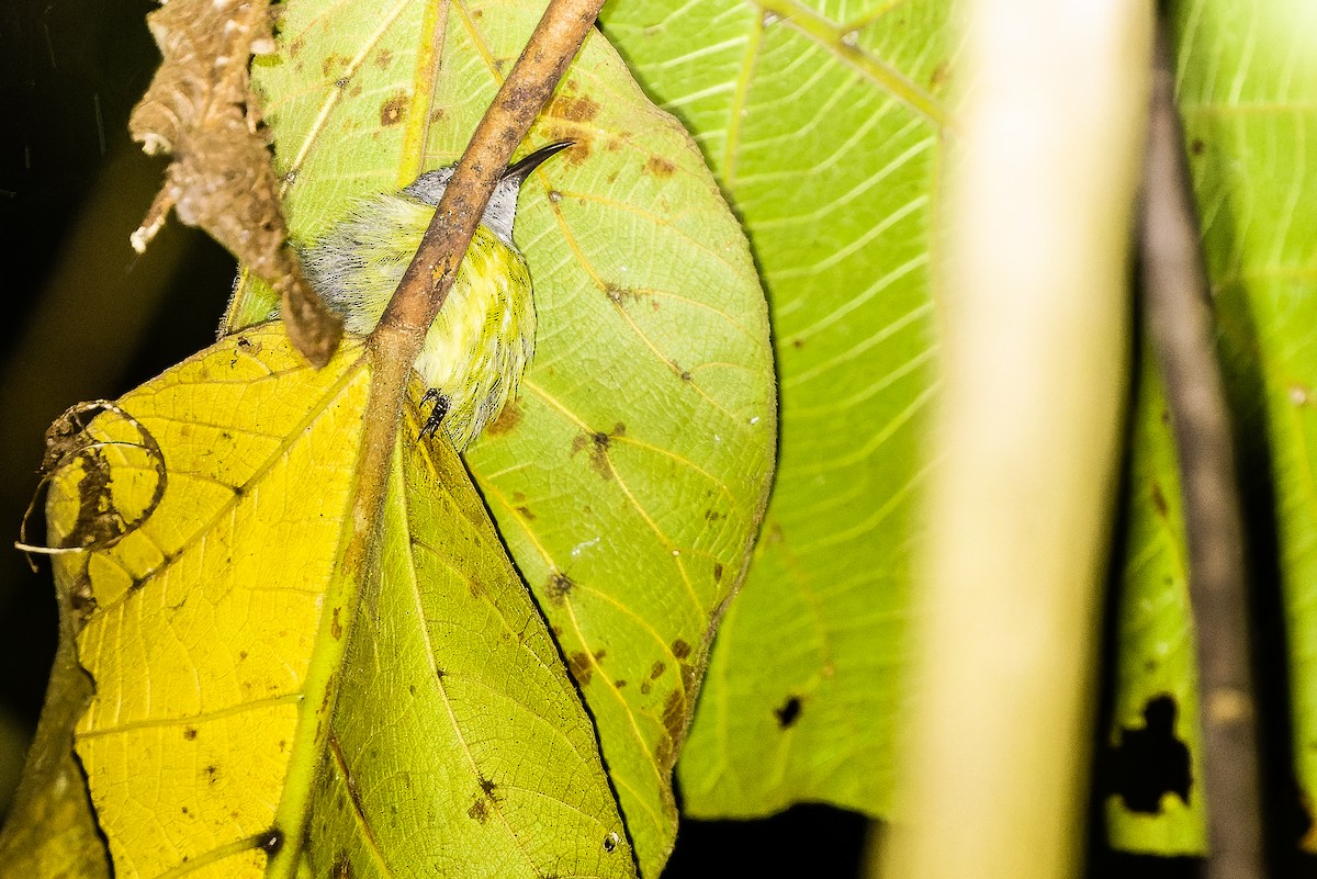 Pygmy Longbill - ML616450756