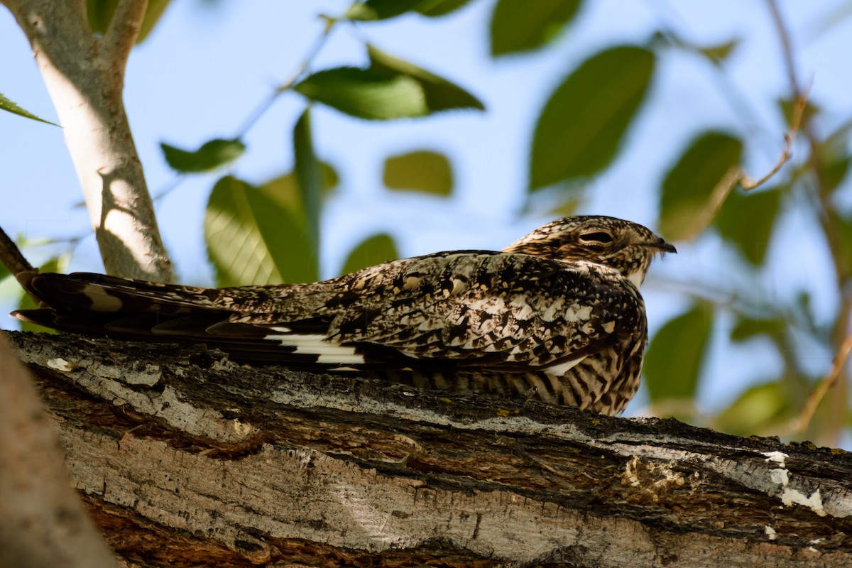 Common Nighthawk - ML616450768