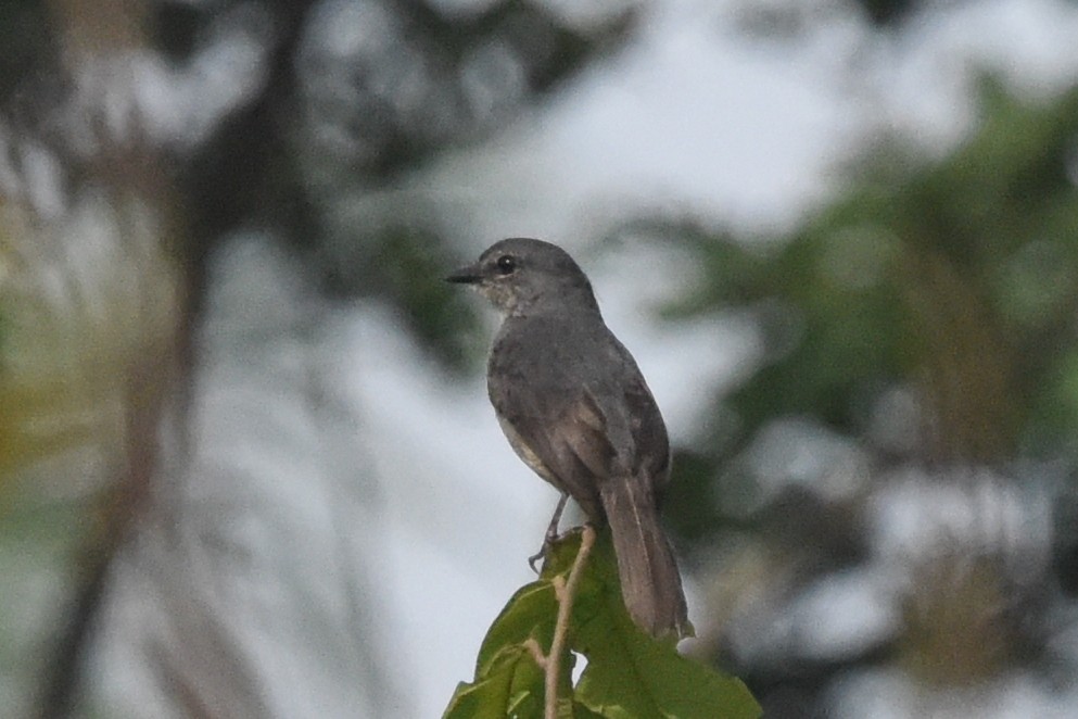 Dusky-blue Flycatcher - ML616450772