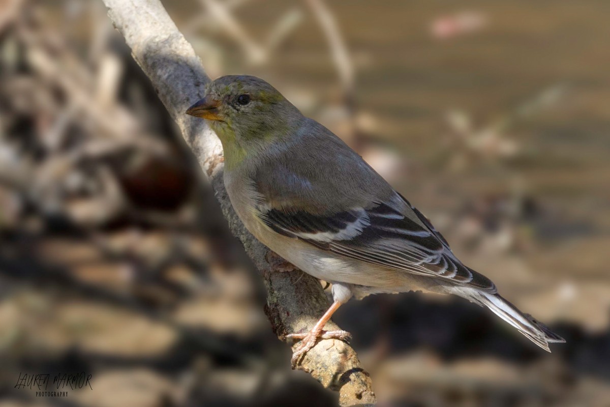 American Goldfinch - Lauren Marmor