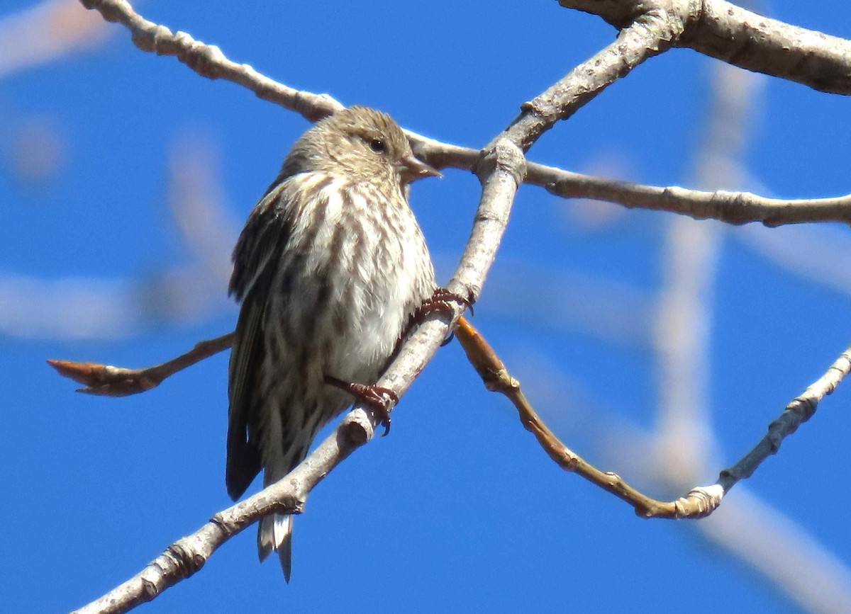 Pine Siskin - ML616450795