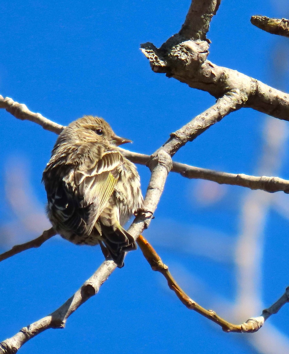 Pine Siskin - ML616450819