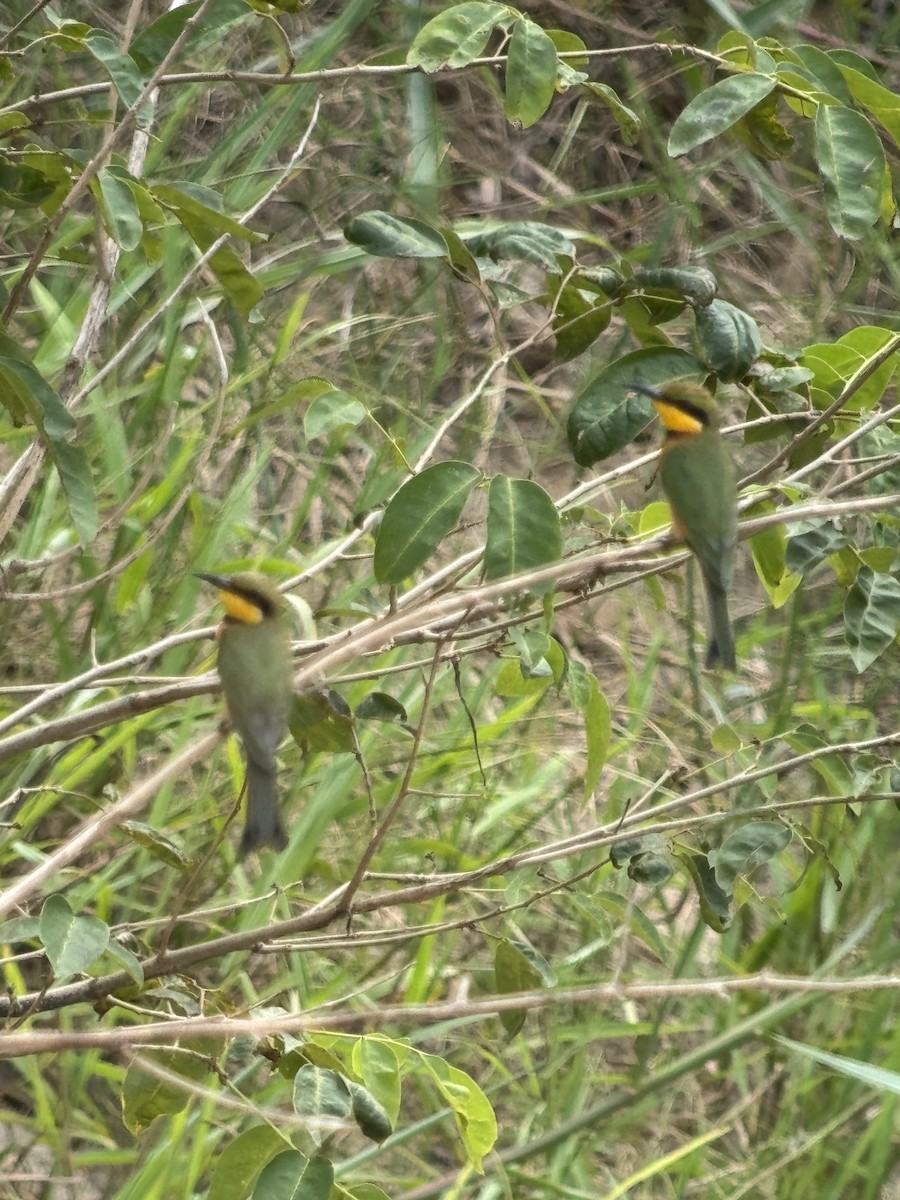 Little Bee-eater - ML616450821