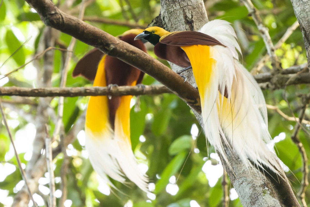 Lesser Bird-of-Paradise - ML616450844