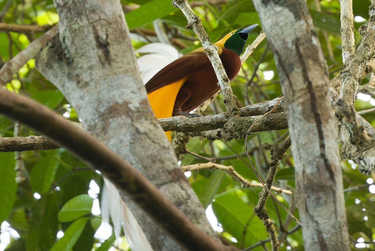 Lesser Bird-of-Paradise - ML616450846