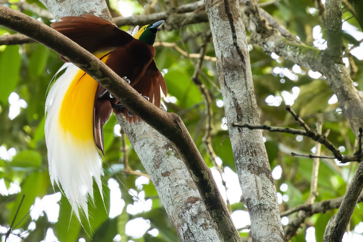 Lesser Bird-of-Paradise - ML616450849