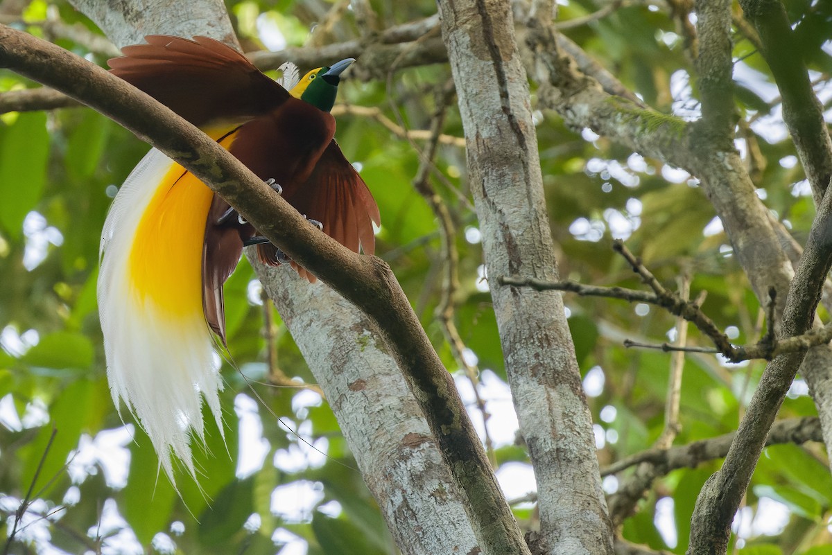 Lesser Bird-of-Paradise - ML616450854