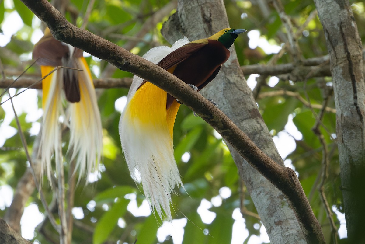 Lesser Bird-of-Paradise - ML616450857