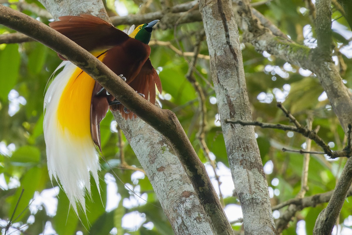 Lesser Bird-of-Paradise - ML616450864