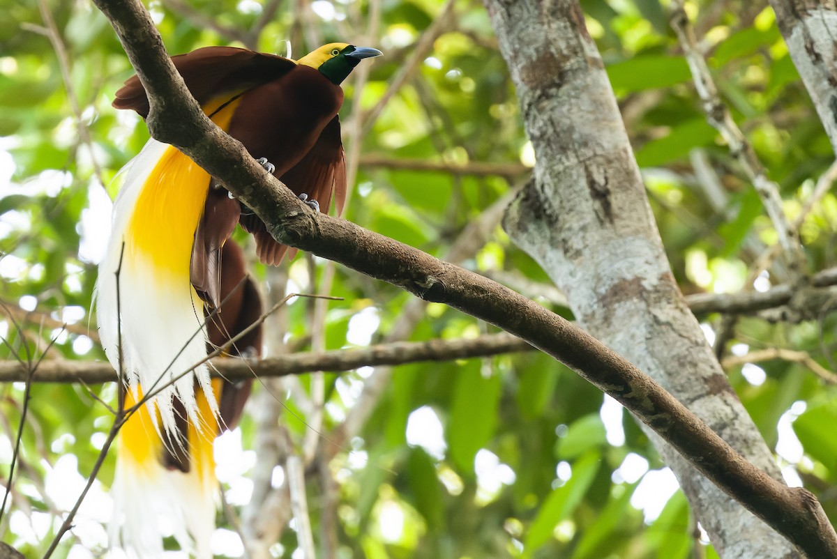 Lesser Bird-of-Paradise - Joachim Bertrands