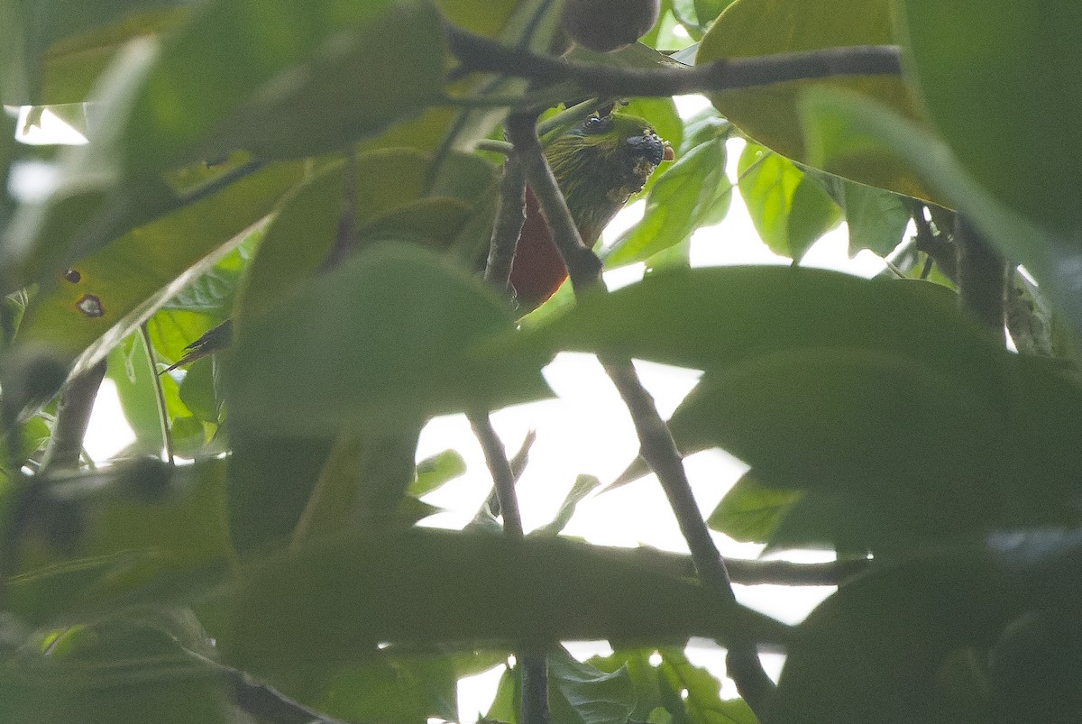 Salvadori's Fig-Parrot - ML616450885