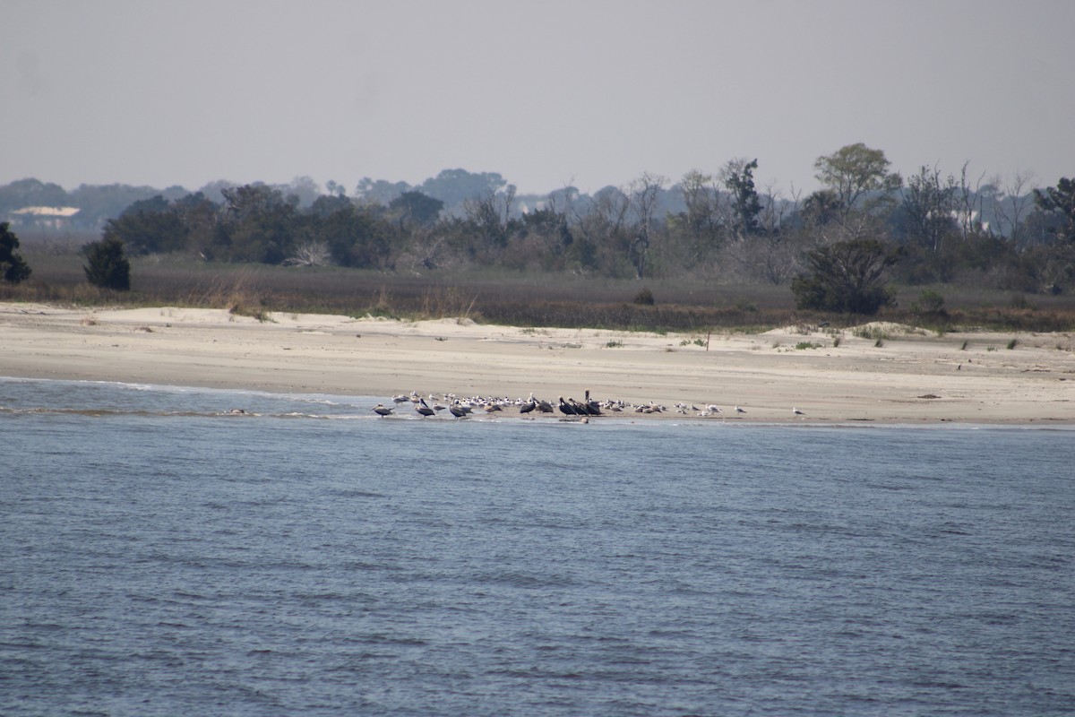 Gaviota de Delaware - ML616450892