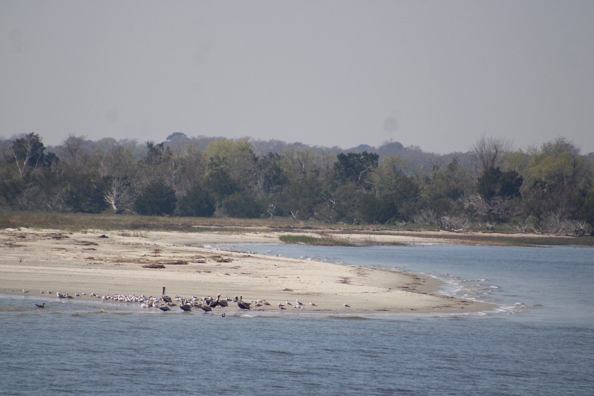 Gaviota de Delaware - ML616450894