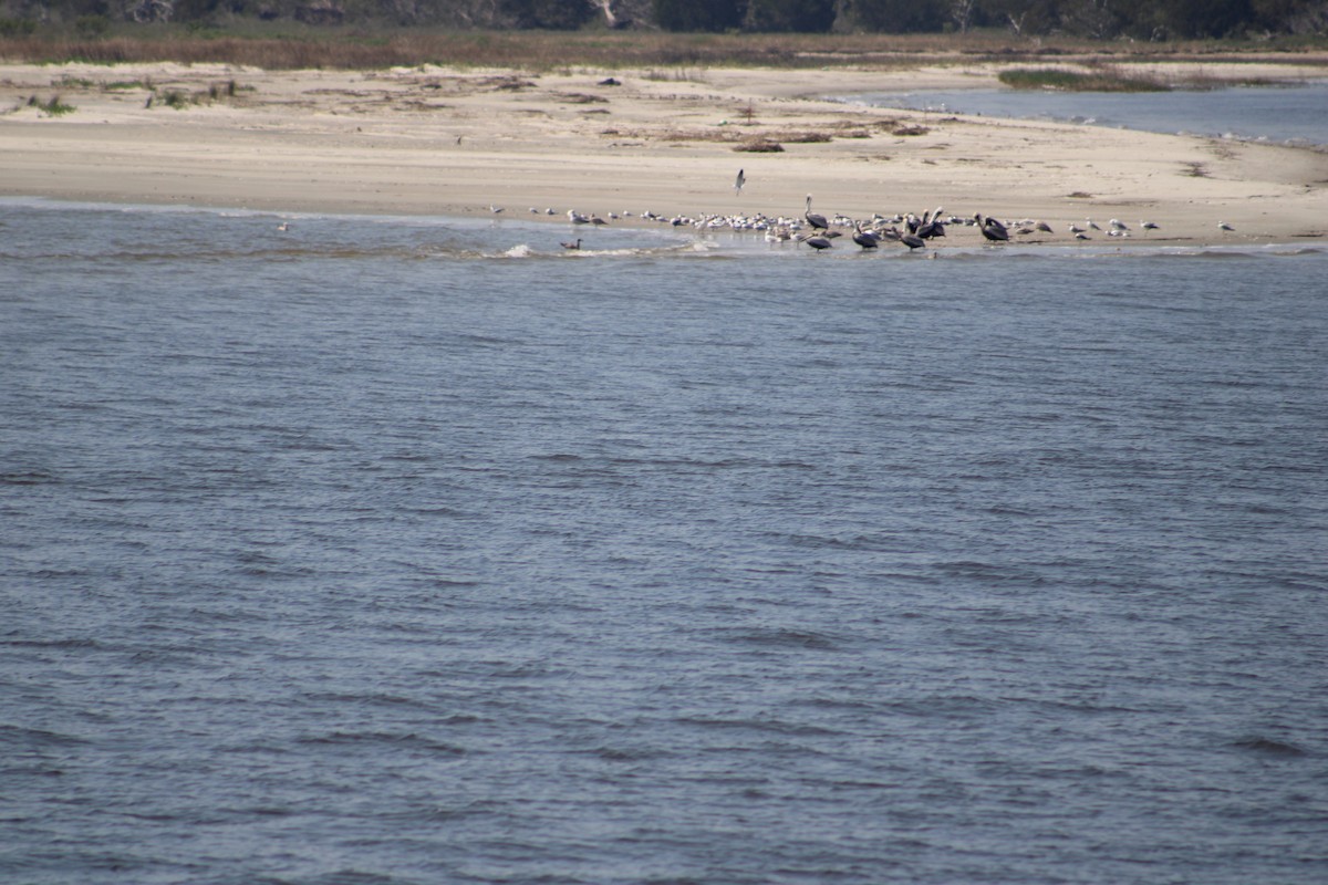 Ring-billed Gull - ML616450896