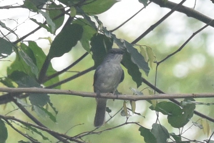 Tessmann's Flycatcher - ML616450897