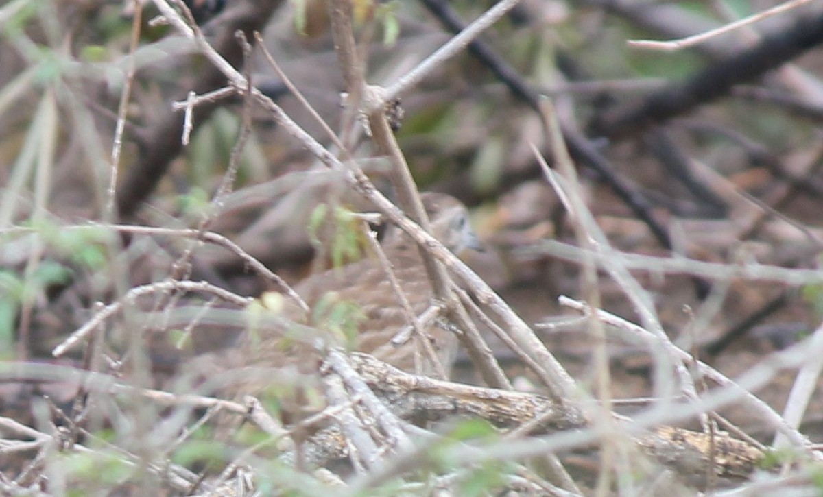 Barred Buttonquail - TheNatureTrust (GroupAccount)