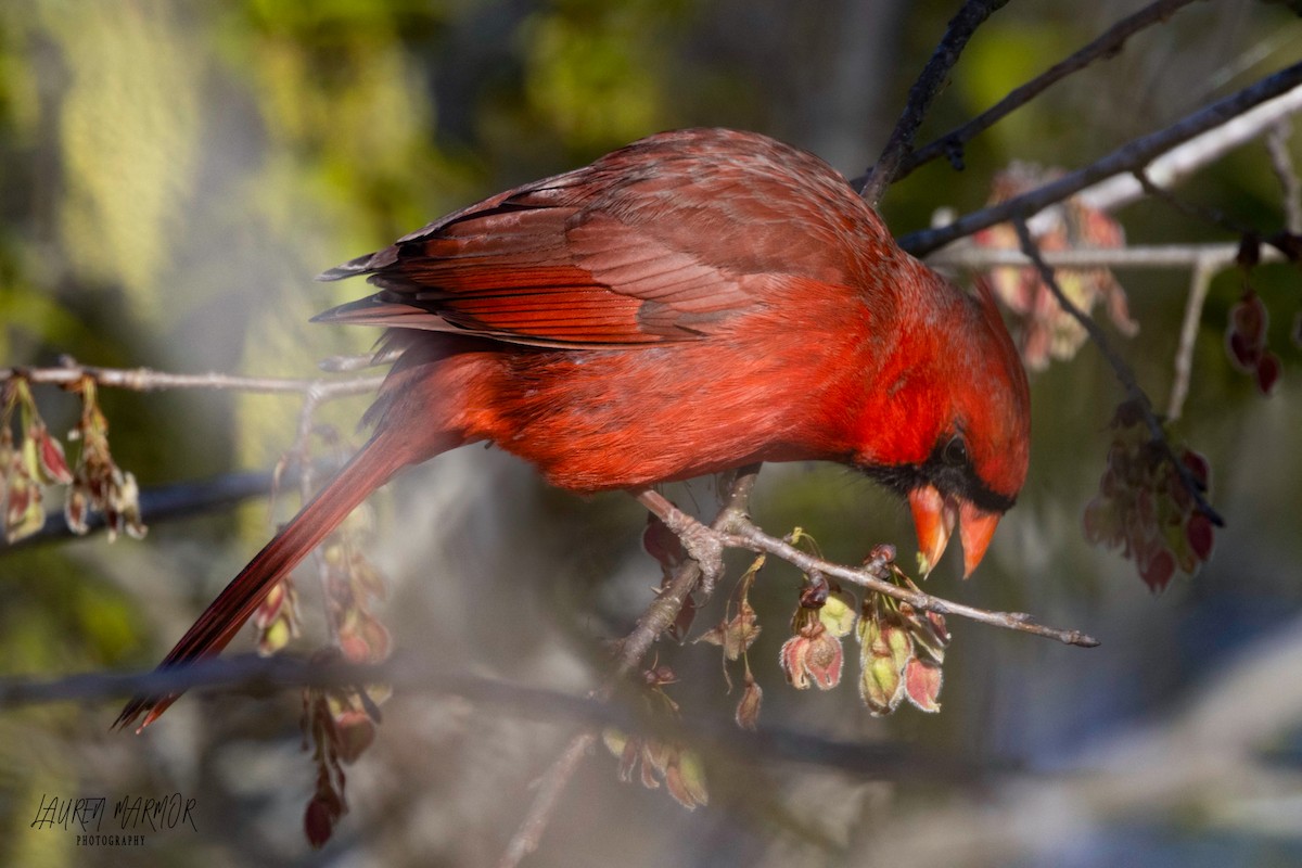 Northern Cardinal - ML616450947