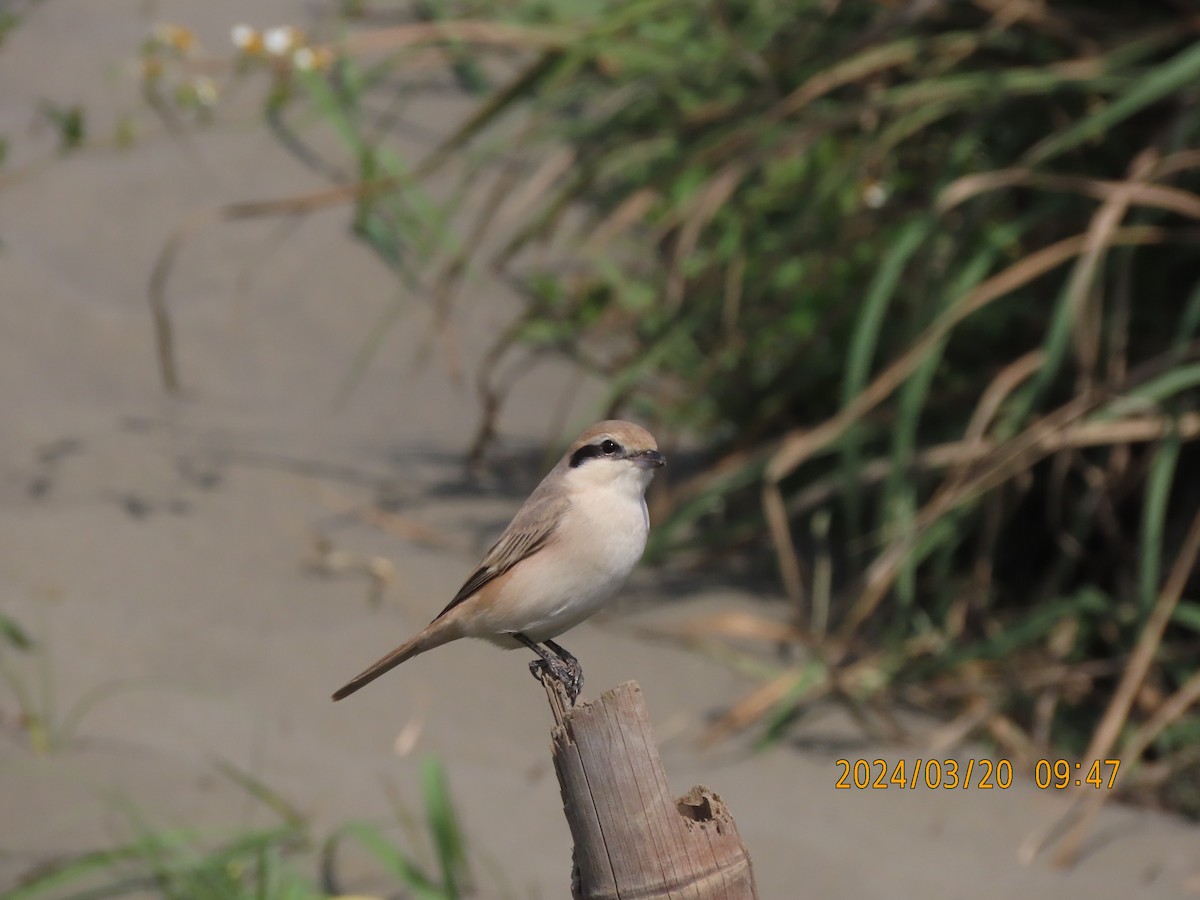 Isabelline Shrike - ML616450949