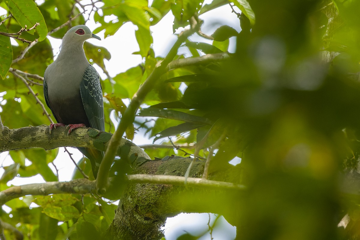 Pinon's Imperial-Pigeon (Gray-headed) - Joachim Bertrands