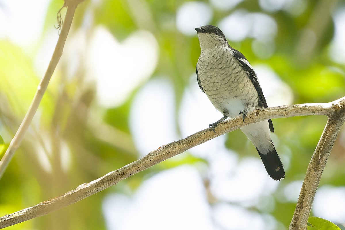 マユグロナキサンショウクイ（atrovirens） - ML616451012