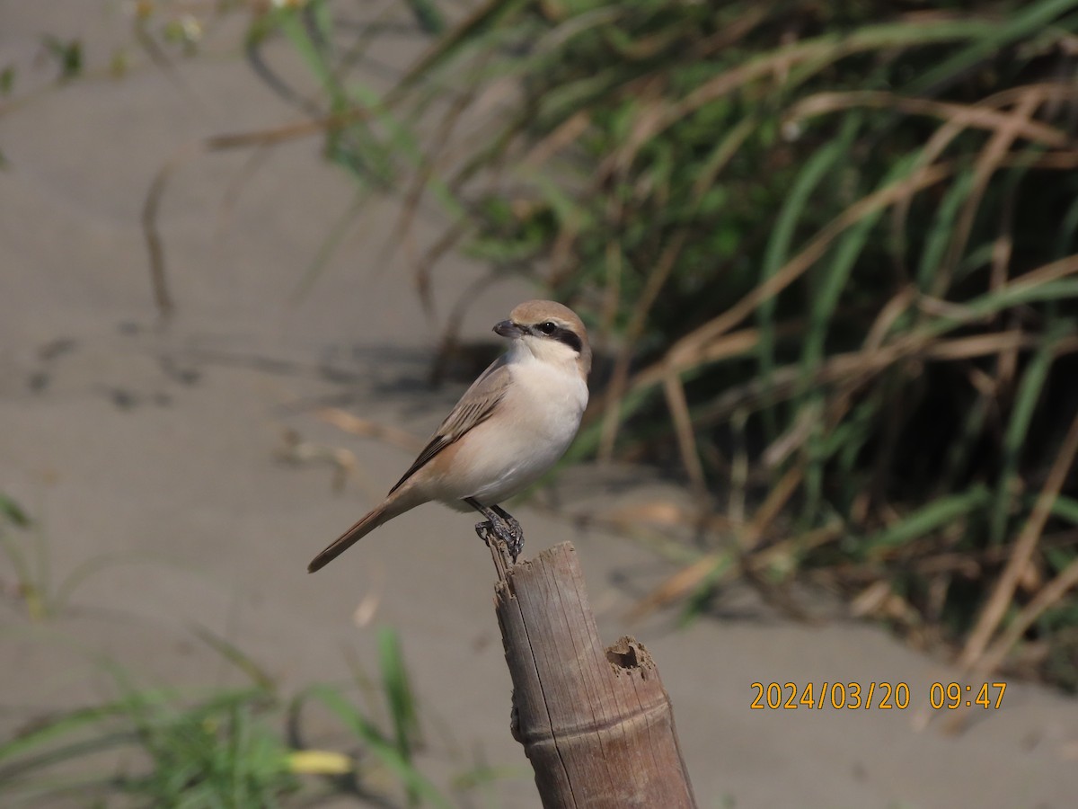 Isabelline Shrike - ML616451020