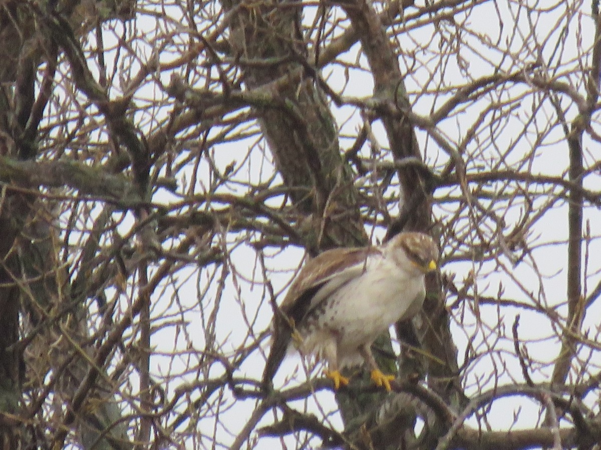 Ferruginous Hawk - ML616451032