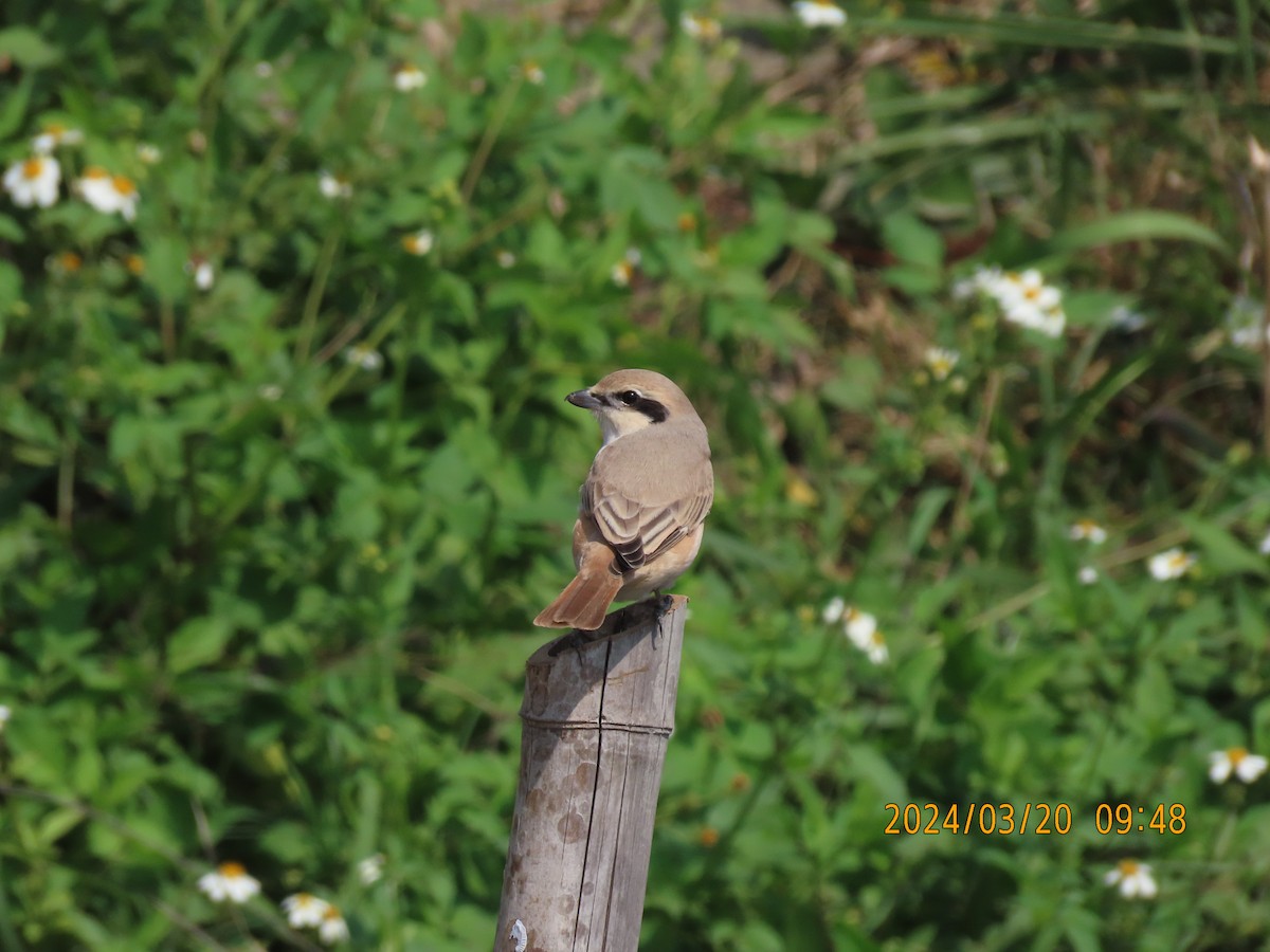 Isabelline Shrike - ML616451044