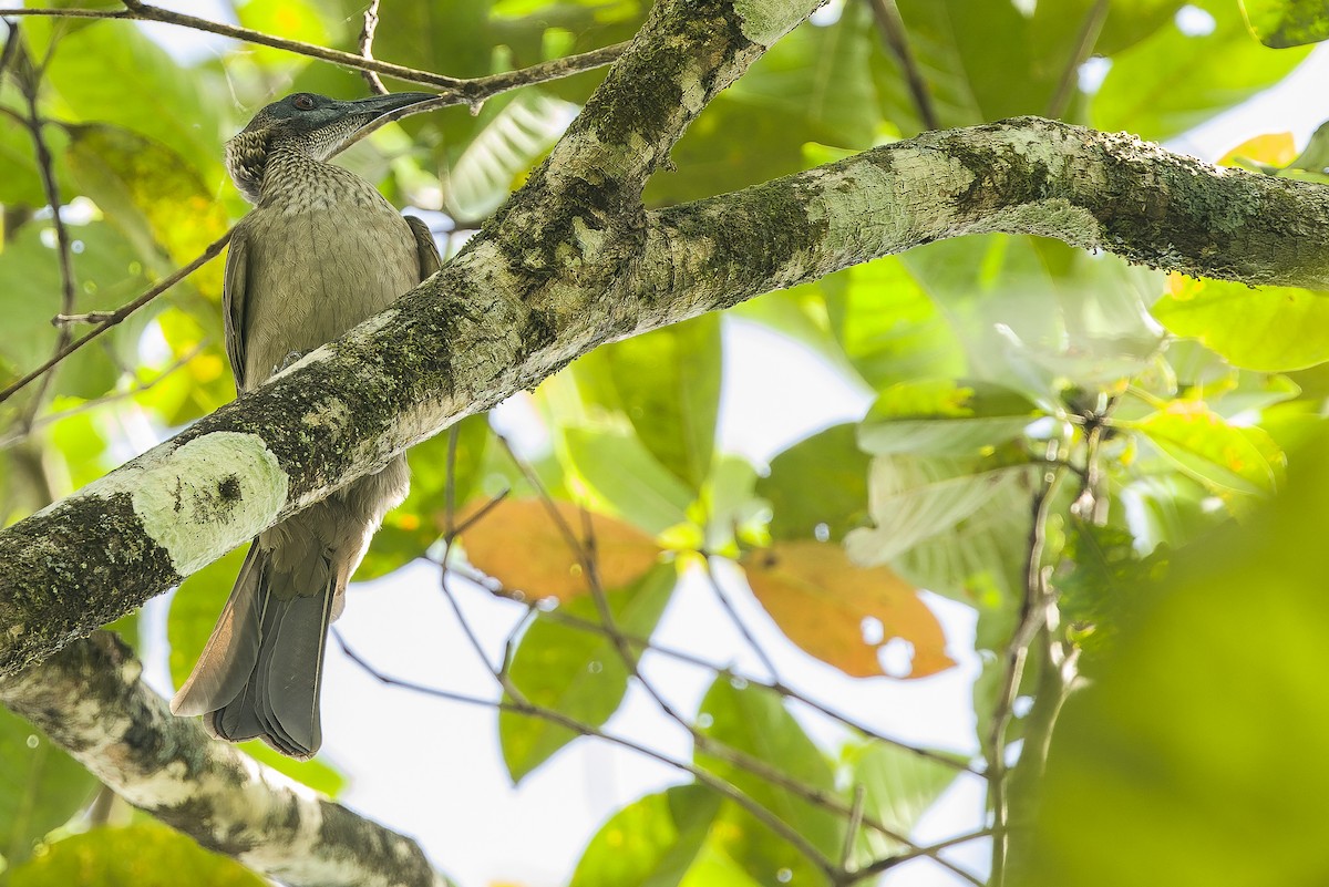 Meyer's Friarbird - ML616451097