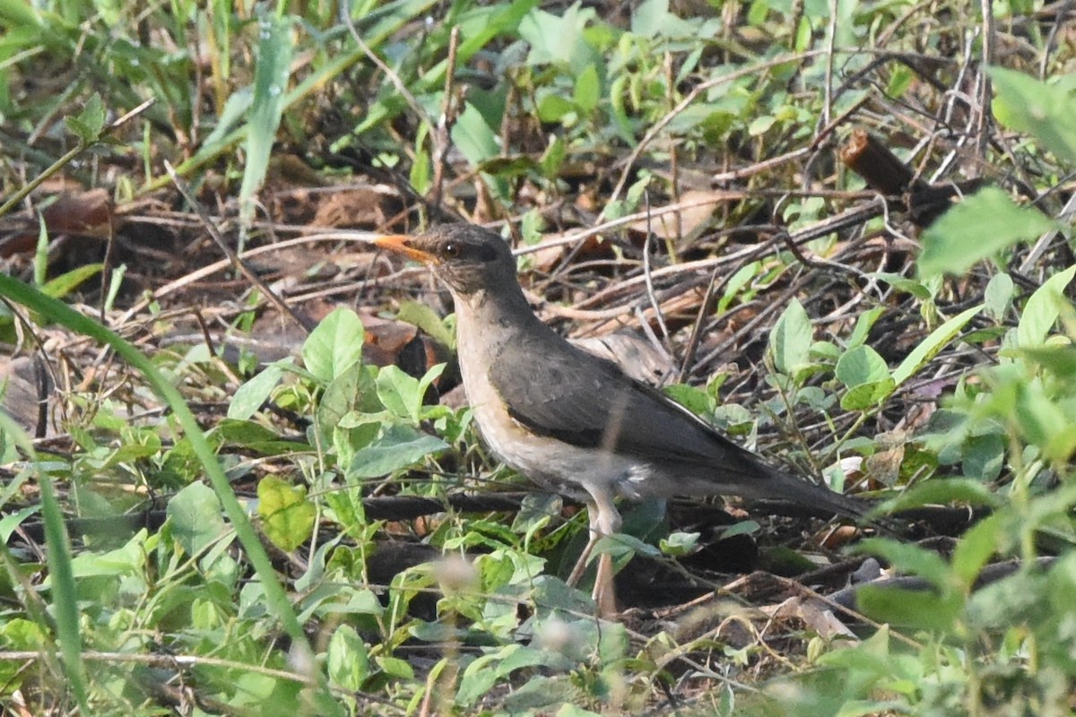 African Thrush - Nick Moore