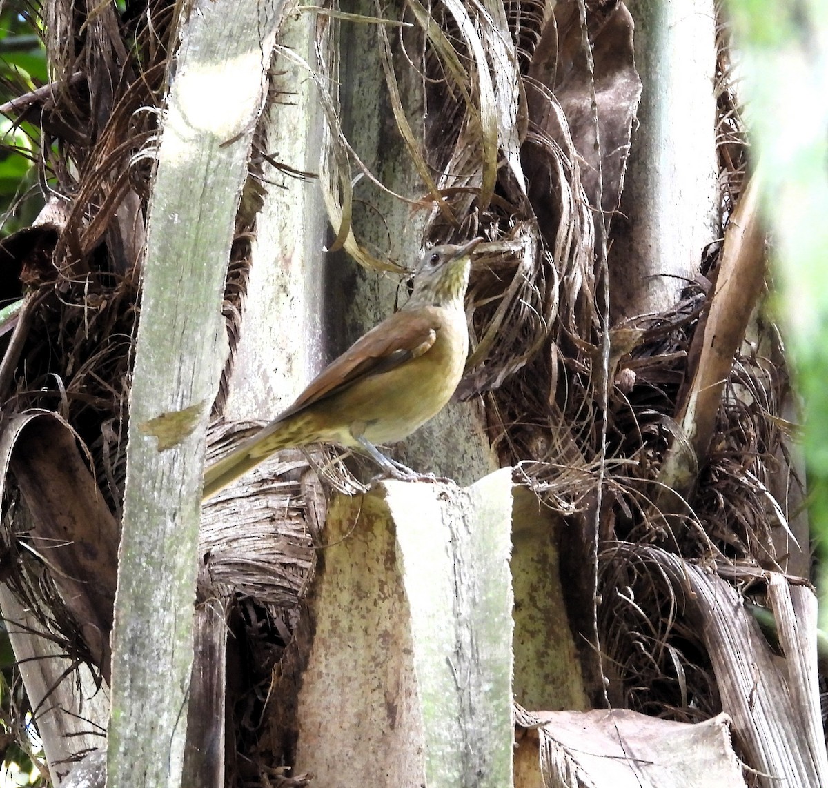 Pale-breasted Thrush - Albeiro Erazo Farfán