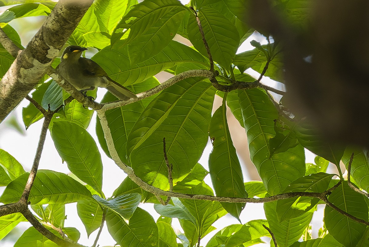 Yellow-gaped Honeyeater - Joachim Bertrands