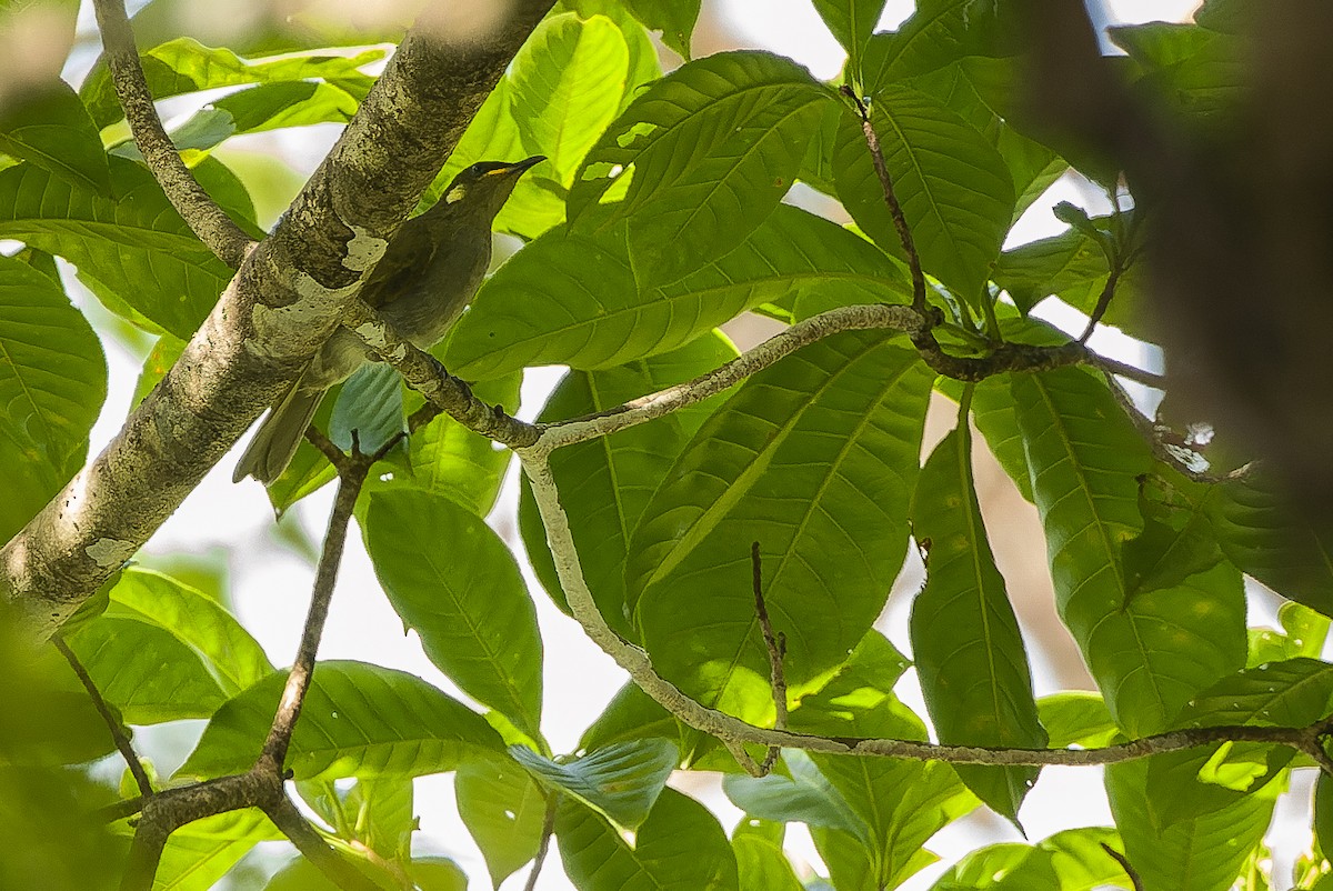 Yellow-gaped Honeyeater - Joachim Bertrands