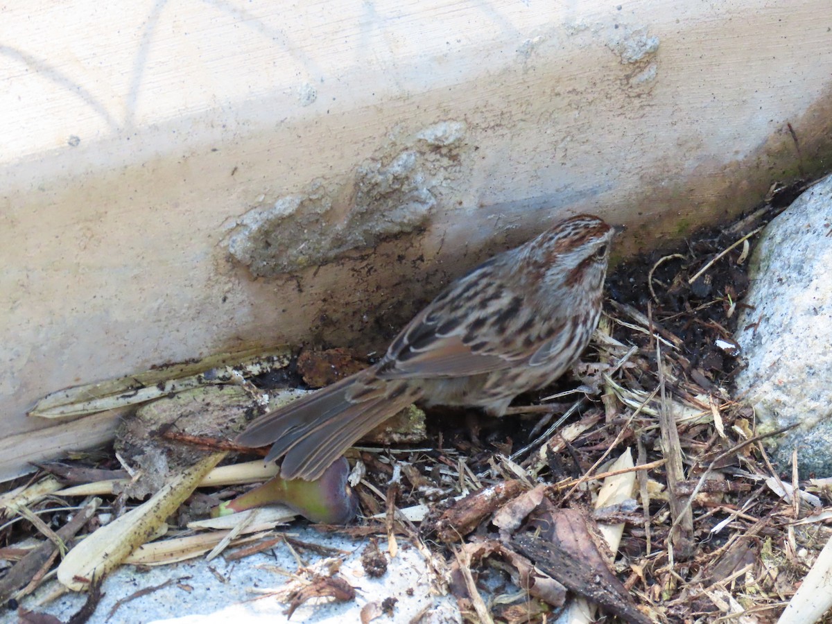 Song Sparrow - Laura Hasty