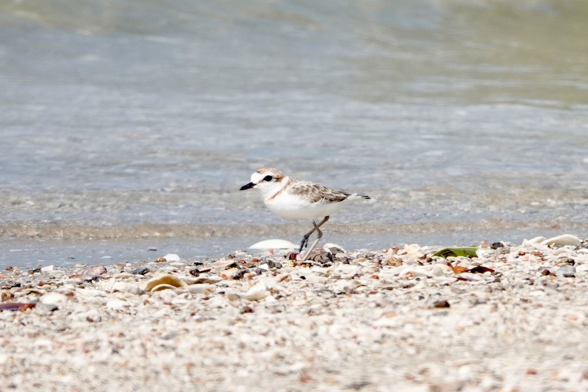 Kentish Plover - ML616451194