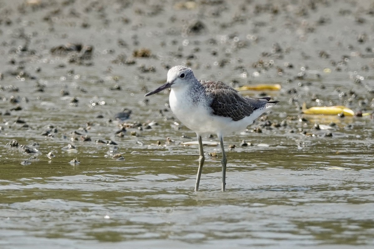 Common Greenshank - Kenna Sue Trickey