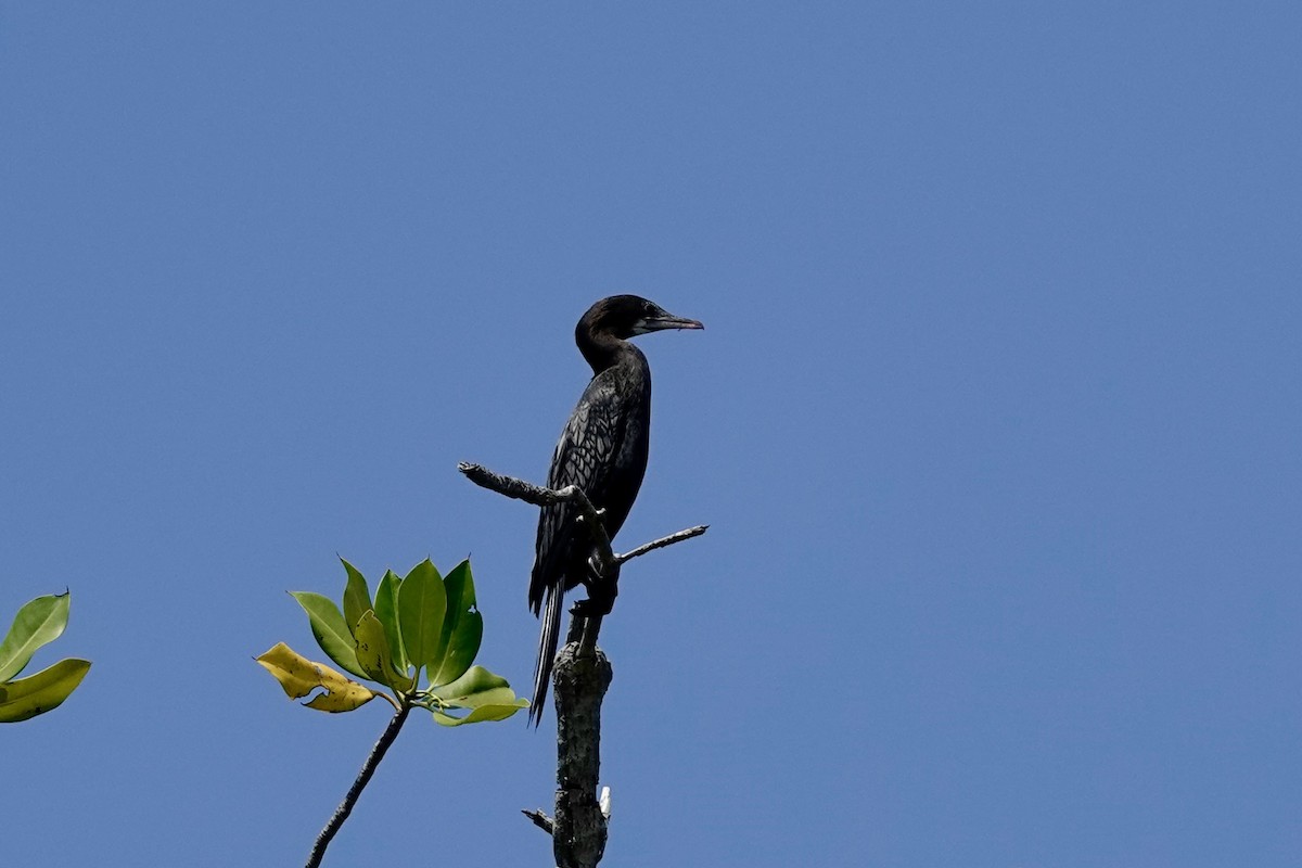 Cormorán de Java - ML616451221