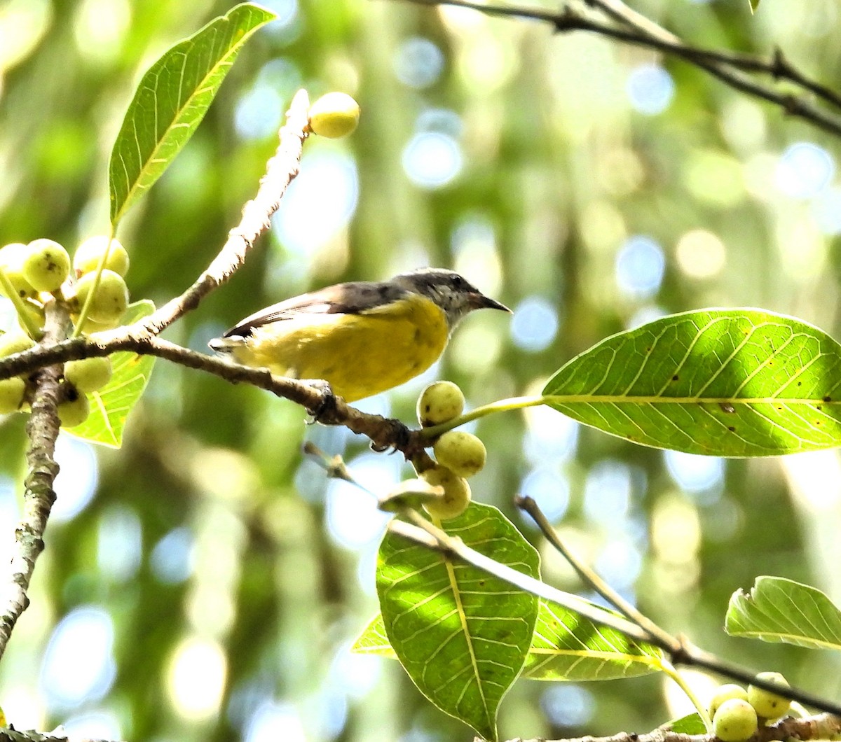 Bananaquit - ML616451224