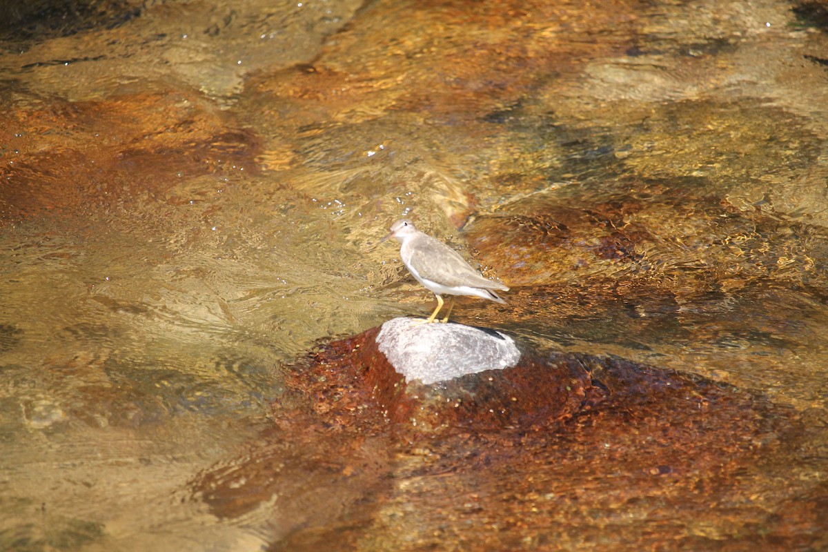 Spotted Sandpiper - ML616451328