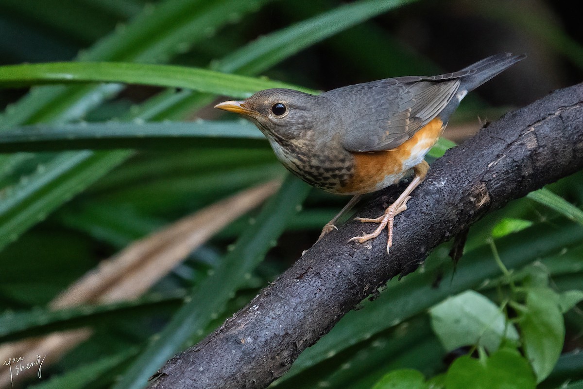 Gray-backed Thrush - ML616451389