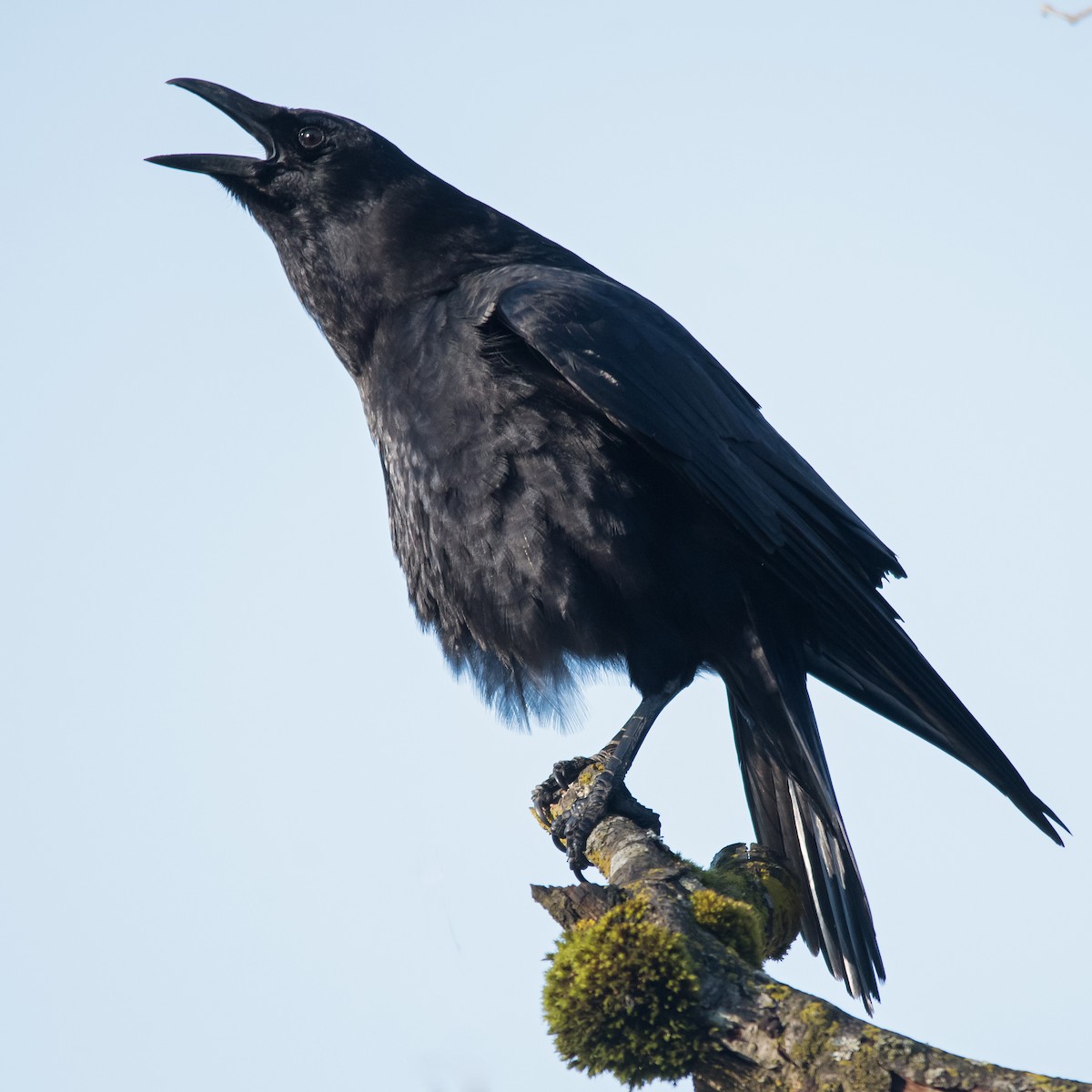 American Crow - Nick Balachanoff