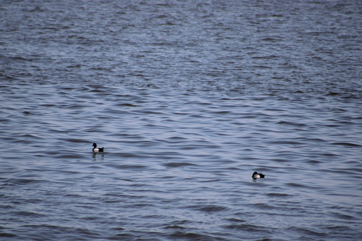 Lesser Scaup - ML616451424