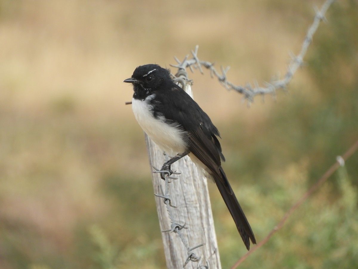 Willie-wagtail - ML616451426