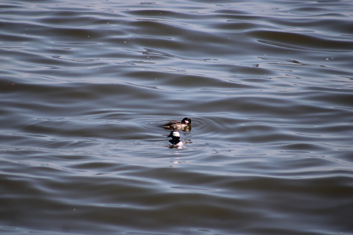 Bufflehead - Justin Leahy