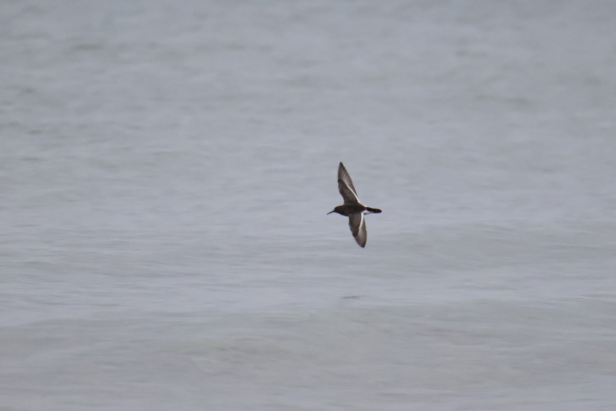 Purple Sandpiper - ML616451449