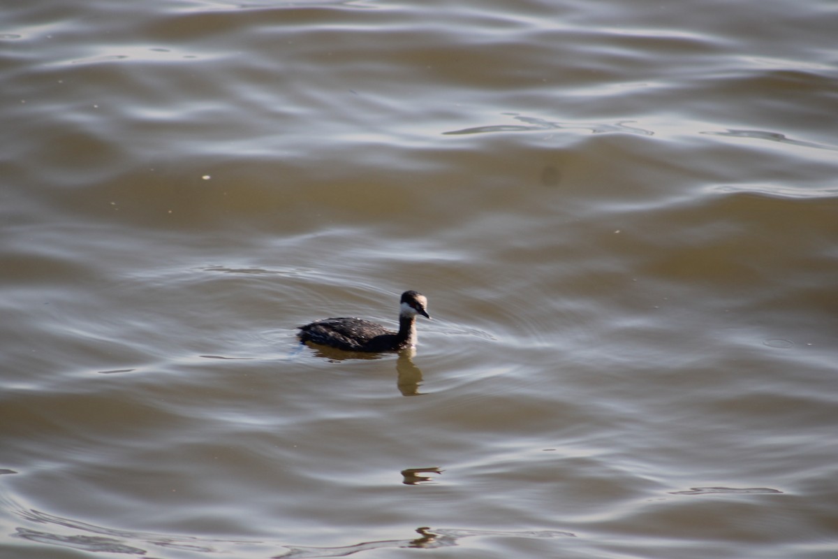 Horned Grebe - ML616451467