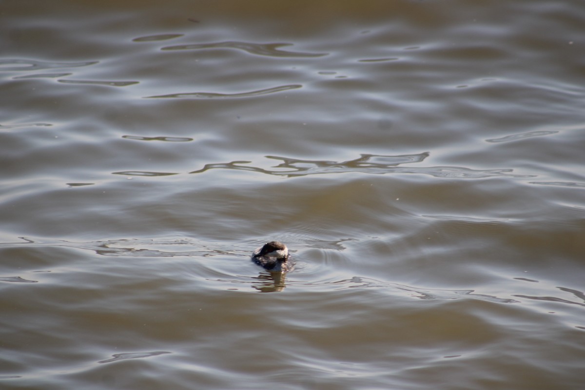 Horned Grebe - ML616451468