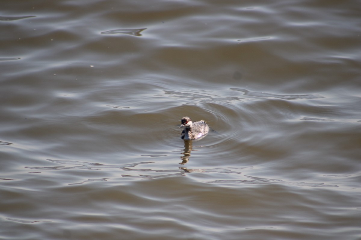 Horned Grebe - Justin Leahy