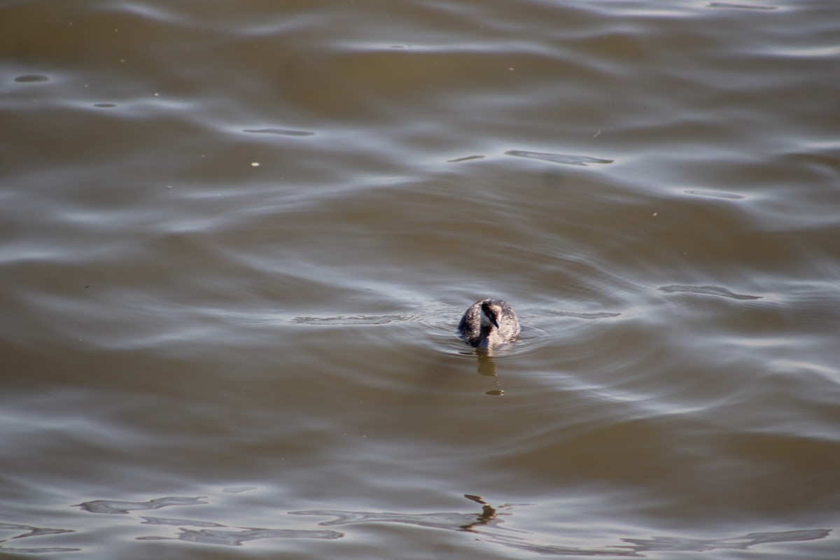 Horned Grebe - ML616451471