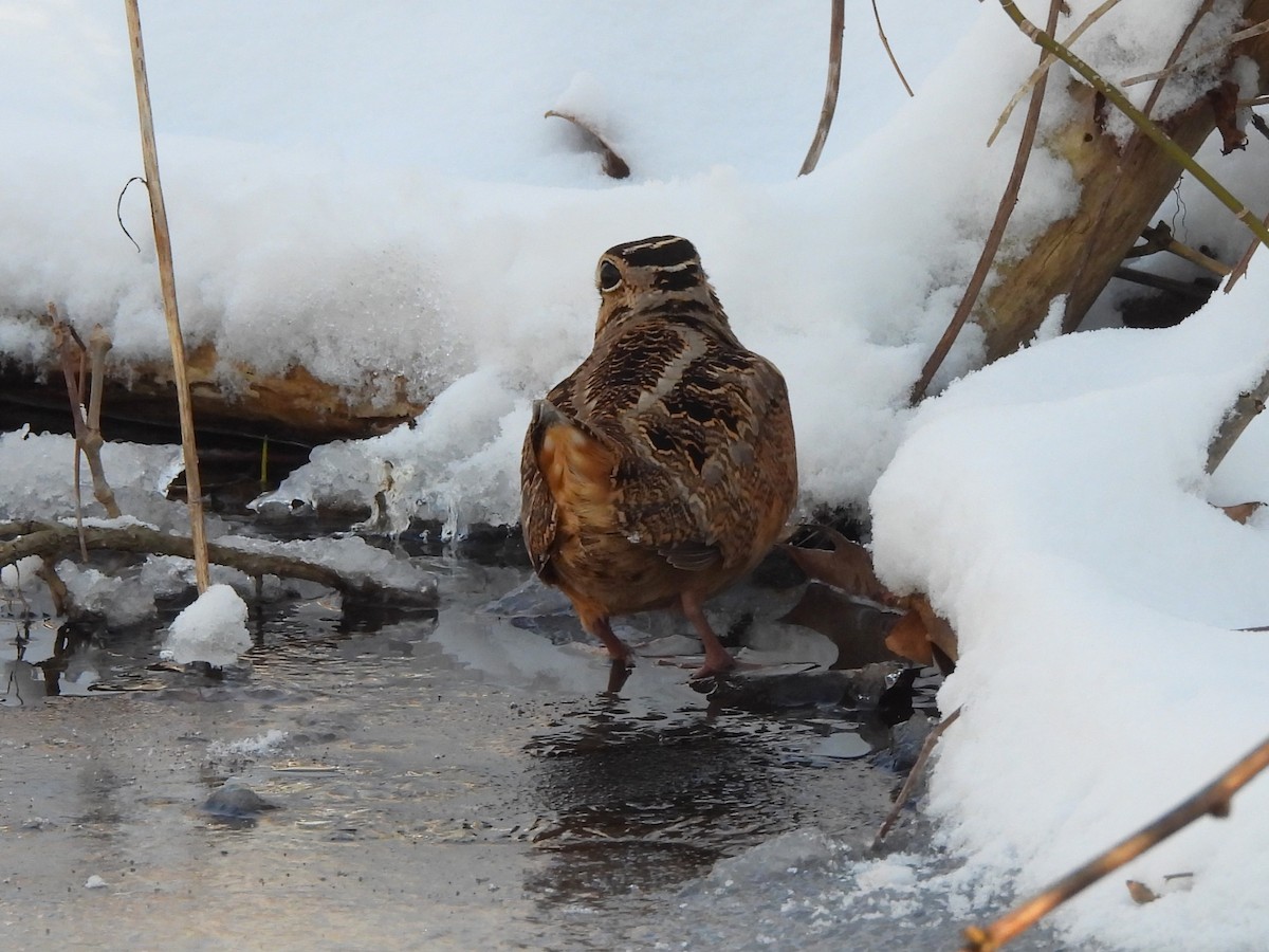 American Woodcock - ML616451475