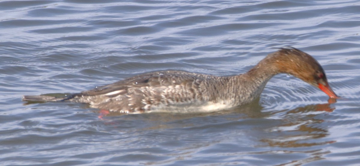 Red-breasted Merganser - ML616451504